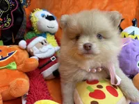 Delilah , a female Pomeranian for sale in Inverness Highlands South, FL – 3 of 8