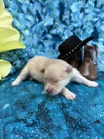 Treasure Boy , a male Pomeranian for sale in Inverness Highlands South, FL – 2 of 6