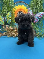 Blossom, a female Miniature Schnauzer for sale in Inverness Highlands South, FL – 10 of 10