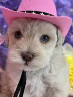 Dolly , a female Miniature Schnauzer for sale in Inverness Highlands South, FL – 6 of 8