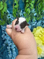 Parti boy , a male Poodle - Toy  for sale in Inverness Highlands South, FL – 2 of 3