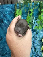 Chocolate boy , a male Poodle - Toy  for sale in Inverness Highlands South, FL – 4 of 4