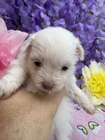 Snow White , a female Pomeranian and Poodle - Toy  for sale in Inverness Highlands South, FL – 3 of 7