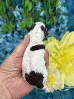Parti boy , a male Poodle - Toy  for sale in Inverness Highlands South, FL – 3 of 3