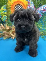 Blossom, a female Miniature Schnauzer for sale in Inverness Highlands South, FL – 9 of 10