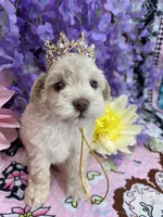 Dolly , a female Miniature Schnauzer for sale in Inverness Highlands South, FL – 8 of 8