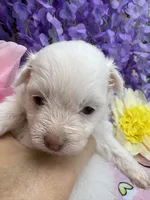 Snow White , a female Pomeranian and Poodle - Toy  for sale in Inverness Highlands South, FL – 4 of 7