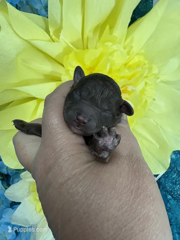 Chocolate girl  – Poodle - Toy  puppy for sale in Inverness Highlands South, FL