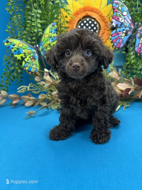 Cassandra  – Schnoodle puppy for sale in Inverness Highlands South, FL