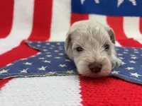 Blizzard , a male Miniature Schnauzer for sale in Inverness Highlands South, FL – 5 of 10