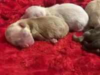 Blizzard , a male Miniature Schnauzer for sale in Inverness Highlands South, FL – Photo 3 of 3