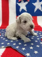 Blizzard , a male Miniature Schnauzer for sale in Inverness Highlands South, FL – 7 of 10