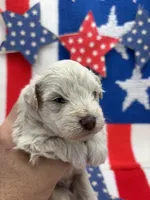 Blizzard , a male Miniature Schnauzer for sale in Inverness Highlands South, FL – 8 of 10