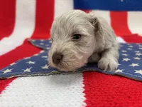 Blizzard , a male Miniature Schnauzer for sale in Inverness Highlands South, FL – 3 of 10