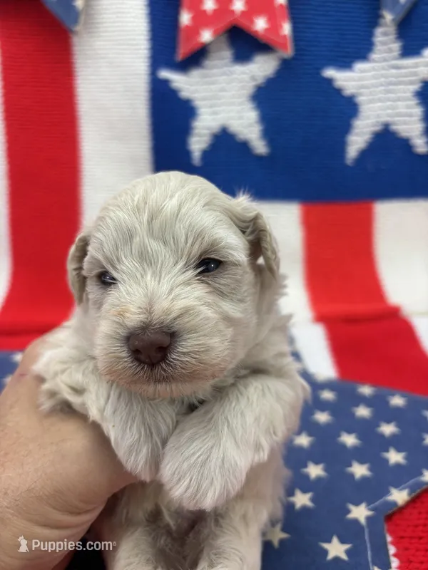 Blizzard  – Miniature Schnauzer puppy for sale in Inverness Highlands South, FL