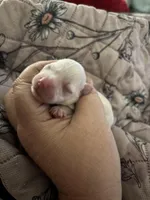 Blizzard , a male Miniature Schnauzer for sale in Inverness Highlands South, FL – Photo 2 of 3