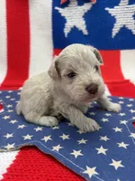 Blizzard , a male Miniature Schnauzer for sale in Inverness Highlands South, FL – 4 of 10
