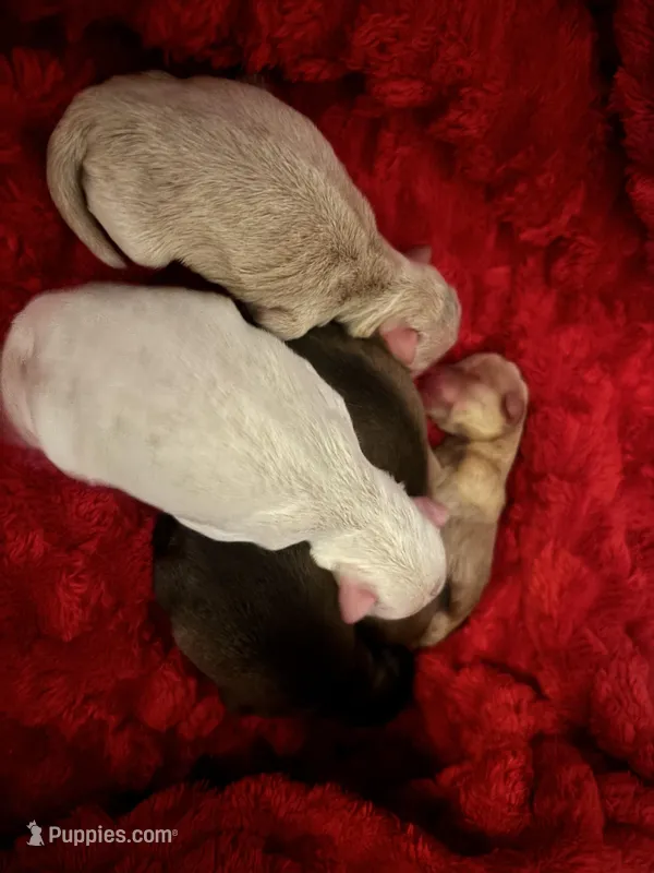 Blizzard  – Miniature Schnauzer puppy for sale in Inverness Highlands South, FL