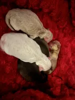 Blizzard , a male Miniature Schnauzer for sale in Inverness Highlands South, FL – Photo 1 of 3