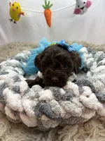 Cassandra , a female Schnoodle for sale in Inverness Highlands South, FL – Photo 6 of 6