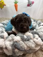 Cassandra , a female Schnoodle for sale in Inverness Highlands South, FL – Photo 2 of 6