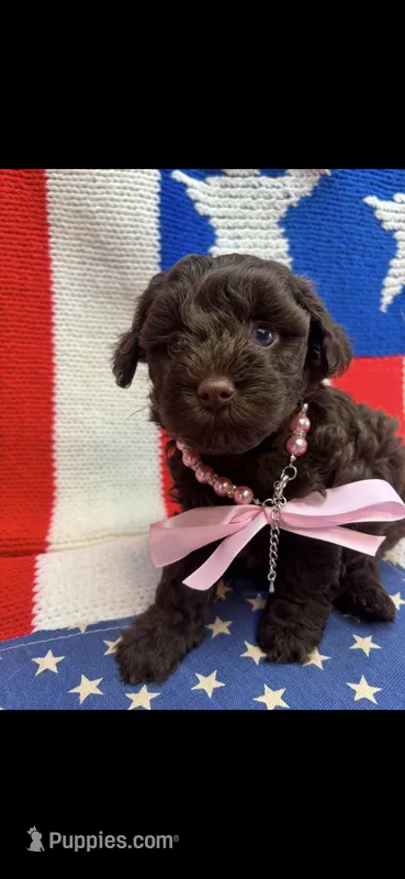 Cassandra  – Schnoodle puppy for sale in Inverness Highlands South, FL