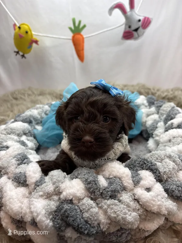 Cassandra  – Schnoodle puppy for sale in Inverness Highlands South, FL