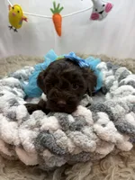 Cassandra , a female Schnoodle for sale in Inverness Highlands South, FL – Photo 5 of 6