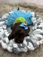 Cassandra , a female Schnoodle for sale in Inverness Highlands South, FL – Photo 4 of 6