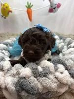 Cassandra , a female Schnoodle for sale in Inverness Highlands South, FL – Photo 3 of 6