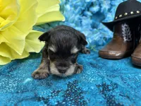Champion , a male Miniature Schnauzer for sale in Inverness Highlands South, FL – 4 of 5
