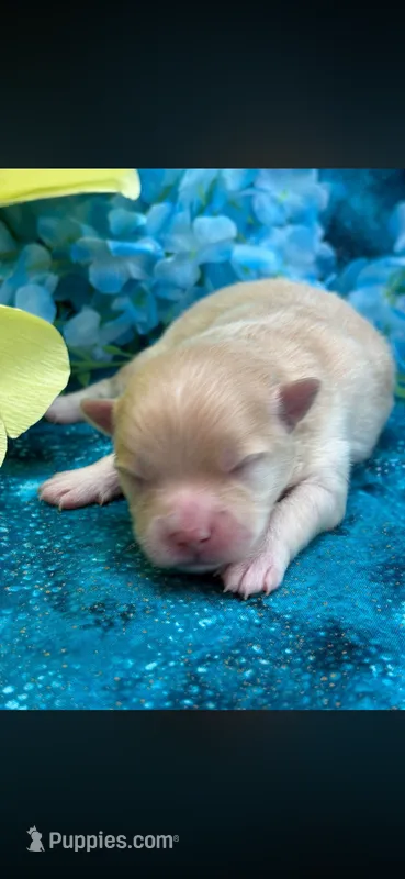 Treasure Boy  – Pomeranian puppy for sale in Inverness Highlands South, FL