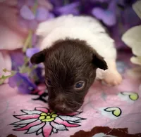 Cupcake , a female Pomeranian and Poodle - Toy  for sale in Inverness Highlands South, FL – 1 of 5