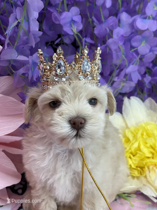 Dolly  – Miniature Schnauzer puppy for sale in Inverness Highlands South, FL