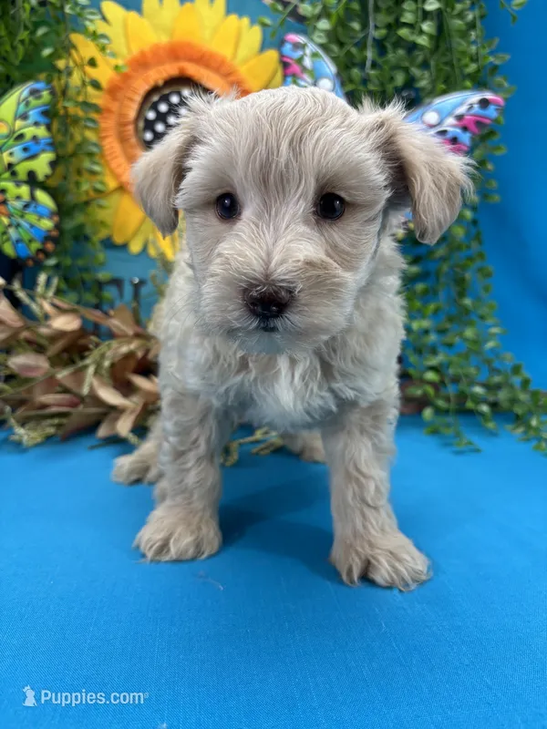 Precious  – Miniature Schnauzer puppy for sale in Inverness Highlands South, FL