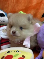 Delilah , a female Pomeranian for sale in Inverness Highlands South, FL – 5 of 8