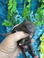 Chocolate boy , a male Poodle - Toy  for sale in Inverness Highlands South, FL – 2 of 4