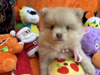 Delilah , a female Pomeranian for sale in Inverness Highlands South, FL – 8 of 8