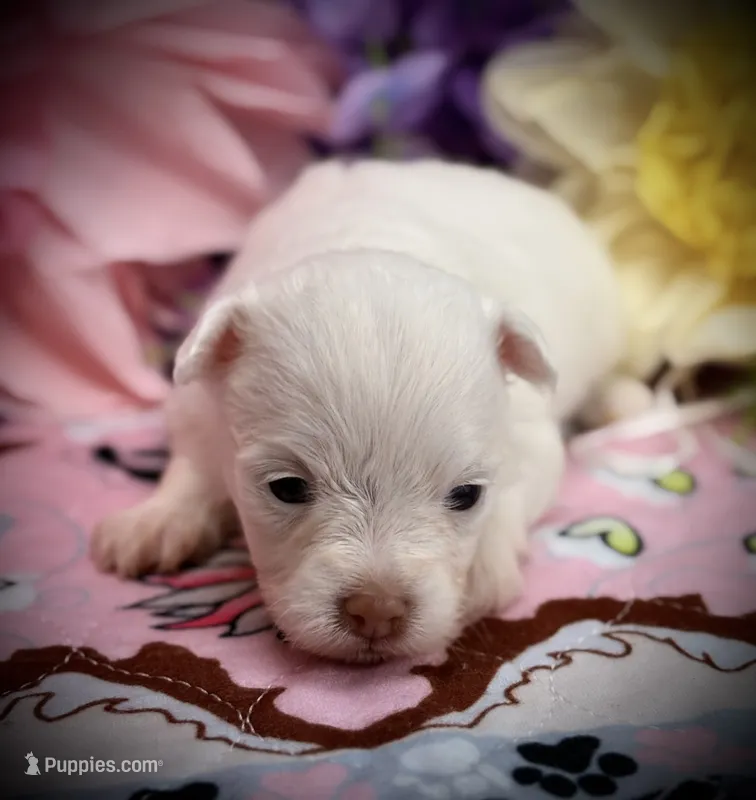 Snow White  – Pomeranian, Poodle - Toy  puppy for sale in Inverness Highlands South, FL