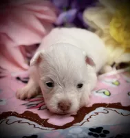 Snow White , a female Pomeranian and Poodle - Toy  for sale in Inverness Highlands South, FL – 1 of 7