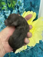 Chocolate girl , a female Poodle - Toy  for sale in Inverness Highlands South, FL – 4 of 4