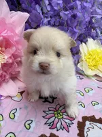Neyo , a male Pomeranian for sale in Inverness Highlands South, FL – 8 of 10