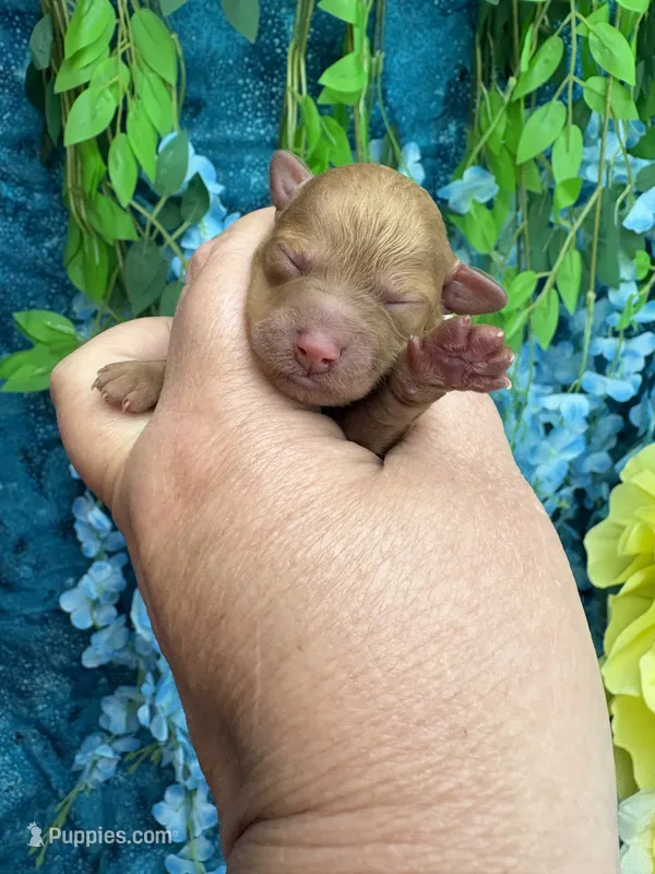 Santa  – Poodle - Toy  puppy for sale in Inverness Highlands South, FL