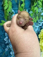 Santa , a male Poodle - Toy  for sale in Inverness Highlands South, FL – 1 of 6