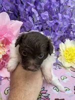 Cupcake , a female Pomeranian and Poodle - Toy  for sale in Inverness Highlands South, FL – 3 of 5