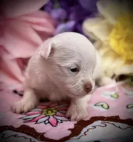 Snow White , a female Pomeranian and Poodle - Toy  for sale in Inverness Highlands South, FL – 2 of 7