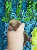 Santa , a male Poodle - Toy  for sale in Inverness Highlands South, FL – 4 of 6