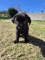 No name , a male Labrador Retriever for sale in Bakersfield, CA – Photo 1 of 3