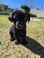 No name , a male Labrador Retriever for sale in Bakersfield, CA – Photo 2 of 3