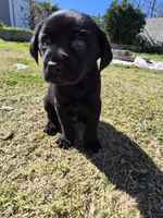 No name , a male Labrador Retriever for sale in Bakersfield, CA – Photo 3 of 3